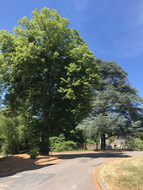 Château à VIERZON (18)
