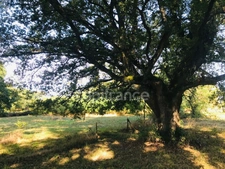 Dpt Cher (18), à vendre LE CHAUTAY terrain constructible 1 hectare