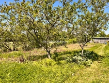 Terrain à vendre  SAINT MARD (17)Grand terrain constructible de 2075 m² – Environnement calme avec arbres fruitier