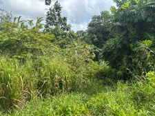 Terrain à vendre  LE ROBERT (972) de 593 m2