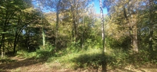 Bois à vendre, LAGRANGE (40)