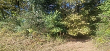 Bois à vendre, LAGRANGE (40)