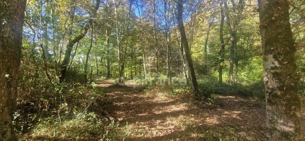 Bois à vendre, LAGRANGE (40)