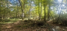 Bois à vendre, LAGRANGE (40)
