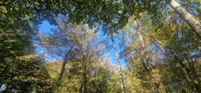 Bois à vendre, LAGRANGE (40)