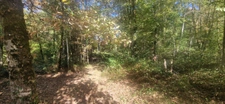 Bois à vendre, LAGRANGE (40)