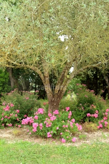 Propriete à vendre 15 pièces, 9 ha, proche de FLEURANCE (32)