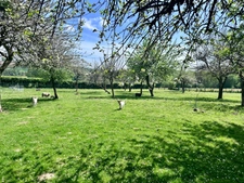 Character property with active B&B, 8500m² of land and outbuildings – for sale in Calvados, Normandy - CHAMP DU BOULT (14)