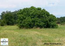 Terrain à vendre de 1 403,00 m² DOLUS D'OLERON (17) 90000 €