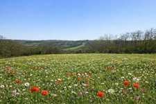 TERRAIN  à vendre  PESSAN (32)