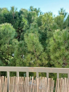 Appartement à vendre 4 pièces MONTPELLIER (34)
