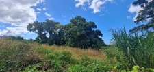 Dpt Guadeloupe (971), à vendre SAINT CLAUDE - Terrain de 15 220,00 m²