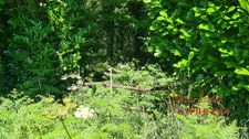 Terrain à vendre  SCAER (29) - Environ 4,5 Ha