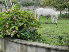 À VENDRE - HESDIN L'ABBÉ - CORPS DE FERME RÉNOVÉ - DOMAINE EQUESTRE - CAPACITÉ DE L'ENSEMBLE 468 M2 - HABITATION PRINCIPALE 8 PIÈCES - GARAGE - PISCINE 32 M2 - TERRAIN CLOS - DÉPENDANCES.