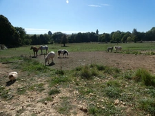 Propriété à vendre 6 pièces proche de FALAISE (14) 240 m² habitables sur 3ha52 de terrain