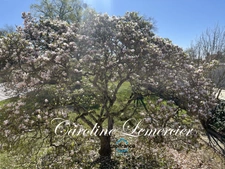 House for sale AXE CONNERRE /LA FERTE BERNARD (72)Mansion 245 m² living space, outbuildings, swimming pool, land 1550 m² 