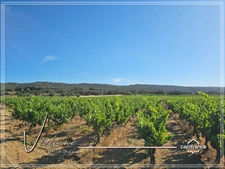 Prestigious Wine Estate – 63 Hectares – Minervois, South of France