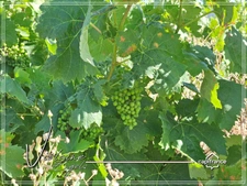 Domaine viticole d’exception de 63 ha – AOP Minervois – Fort potentiel œnotouristique