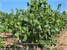 Domaine viticole d’exception de 63 ha – AOP Minervois – Fort potentiel œnotouristique