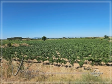 Domaine viticole d’exception de 63 ha – AOP Minervois – Fort potentiel œnotouristique
