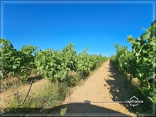 Domaine viticole d’exception de 63 ha – AOP Minervois – Fort potentiel œnotouristique