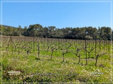 Mas en pierre & vignoble AOC – Domaine rare avec potentiel œnotouristique - Minervois