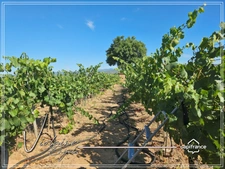 Domaine viticole d’exception de 63 ha – AOP Minervois – Fort potentiel œnotouristique