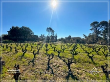 Mas en pierre & vignoble AOC – Domaine rare avec potentiel œnotouristique - Minervois