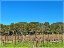 Mas en pierre & vignoble AOC – Domaine rare avec potentiel œnotouristique - Minervois