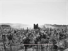 Domaine viticole d’exception de 63 ha – AOP Minervois – Fort potentiel œnotouristique