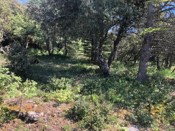 Terrain à vendre  SIMIANE LA ROTONDE (04)