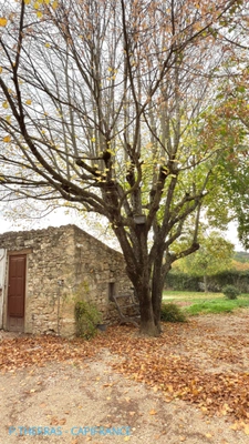 Charming old farmhouse offering great potential
