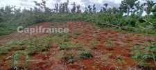 Terrain agricole à vendre de 167 518,00 m² COMBANI (976)