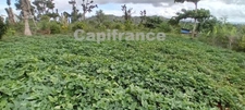 Terrain agricole à vendre de 167 518,00 m² COMBANI (976)