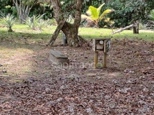 Dpt Guyane (973), à vendre  maison P8 de 300 m²  