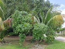 Dpt Guyane (973), à vendre  maison P8 de 300 m²  