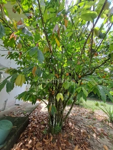 Dpt Guyane (973), à vendre  maison P8 de 300 m²  