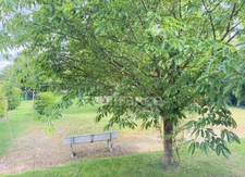 Maison familiale avec grand sous-sol, jardin arboré et vue dégagée – Proche Pont-de-Vaux