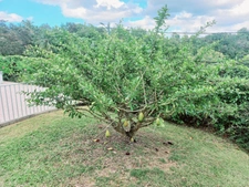 ABYMES-GOSIER (971), for sale 4-room villa, apartment, swimming pool, 1900M2 plot 