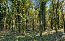 Maison à vendre 6 pièces LA GUERCHE SUR L'AUBOIS (18)