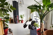 House for sale, 8 rooms, LE GUE D'ALLERE (17)