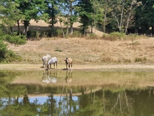 À VENDRE – Exclusivité Sud Bourgogne, Brionnais, Propriété du XIXème, 7,6 hectares libres, 2 étangs