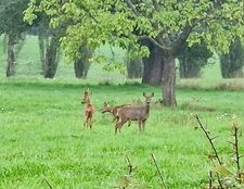 À VENDRE – Exclusivité Sud Bourgogne, Brionnais, Propriété du XIXème, 7,6 hectares libres, 2 étangs