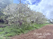 Terrain à bâtir 1525 m² – Libre constructeur – Hors lotissement – Montertelot