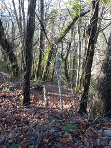 Terrain à vendre de 6 393,00 m² SAINT ETIENNE VALLEE FRANCAISE (48)
