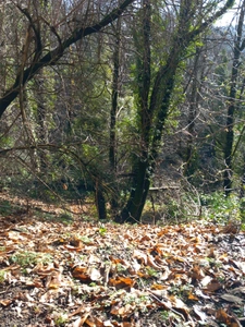 Terrain à vendre de 6 393,00 m² SAINT ETIENNE VALLEE FRANCAISE (48)