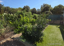 Maison à vendre 3 pièces  - Jardin - terrasse - Santa Maria Poggio - Proche des plages (Haute Corse 2b)
