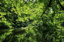 Propriété FORESTIERE GIRY (58)