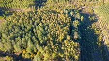  8,5 hectares de bois PARLEBOSCQ (40)