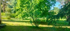 A vendre Terrain de 2200 m2, plat, arboré et clôturé à SAN NICOLAO (HAUTE CORSE)